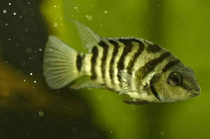 Zebra Cichlid