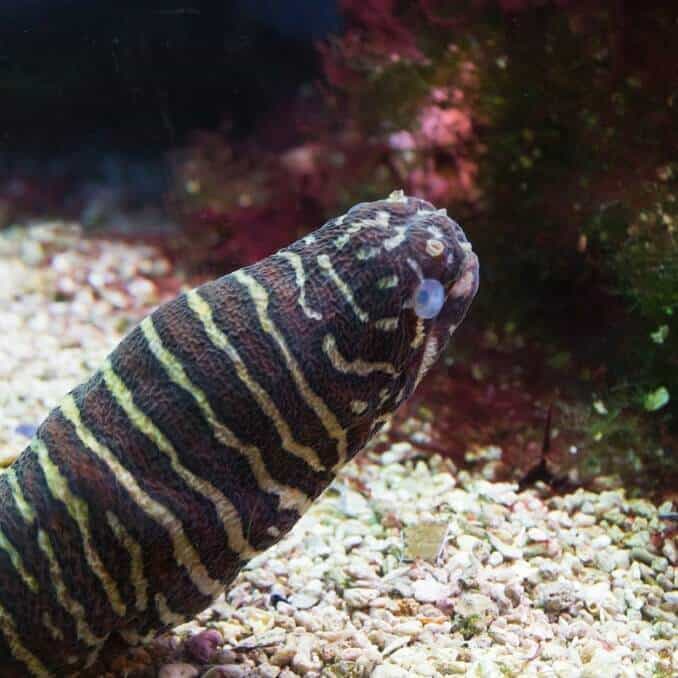 Zebra Moray Eel