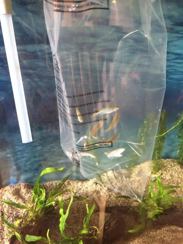 Adding Fish To Tank