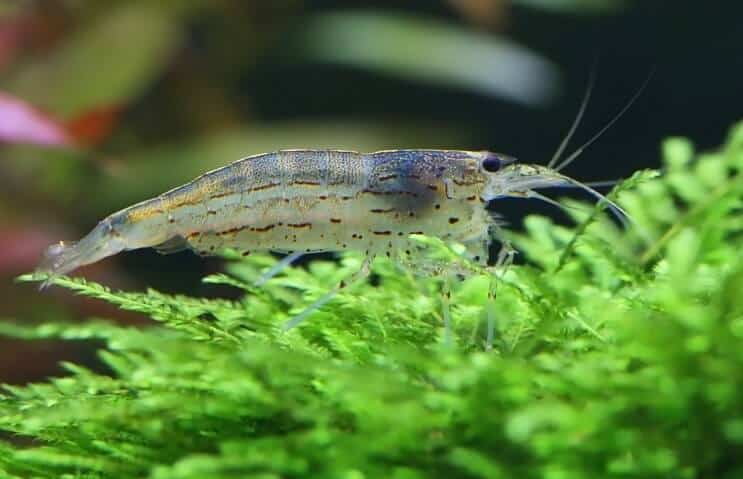 Amano Garnéla a Java Moss