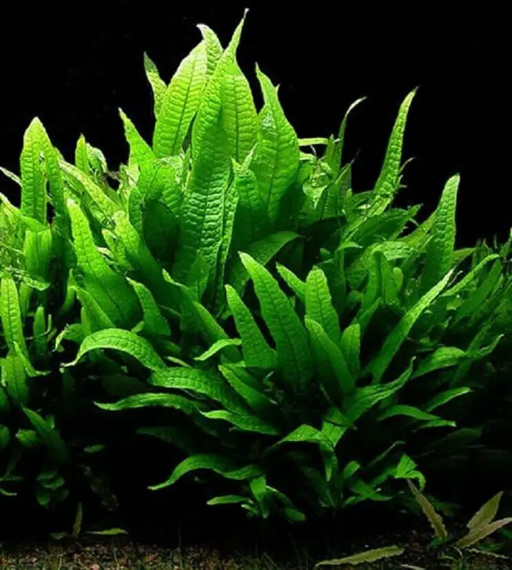 Java fern rhizome and appearance