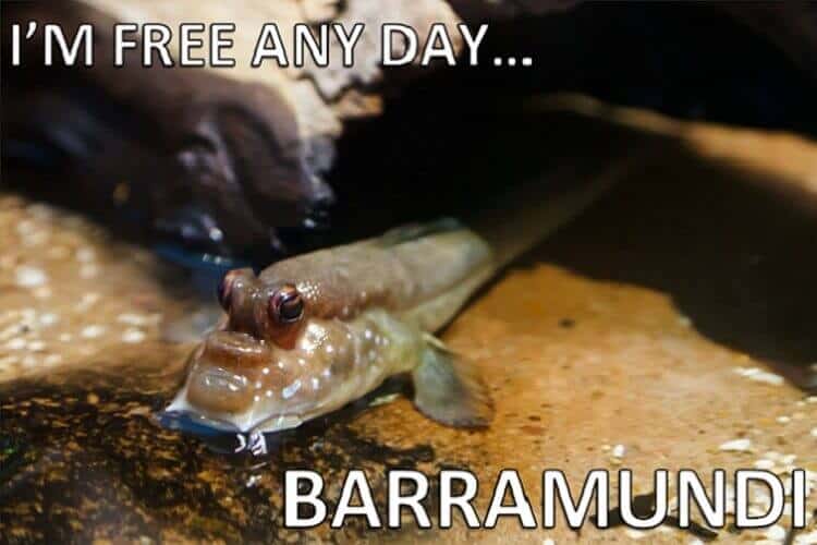 Barramundi