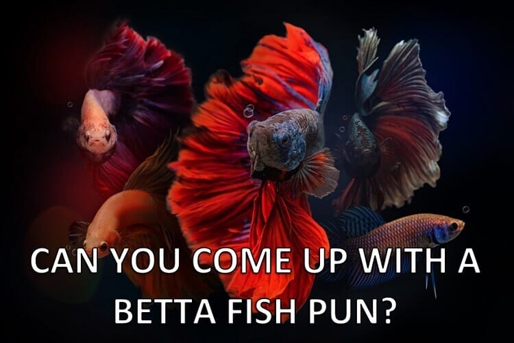 Betta Puns