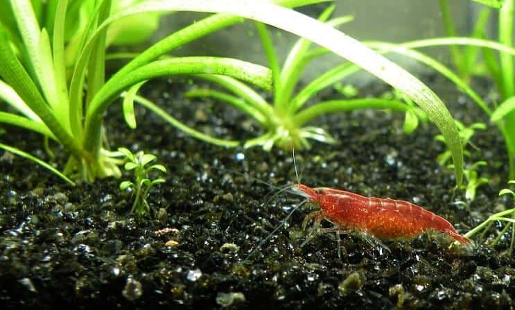 Cherry shrimp scavenging in a planted tank