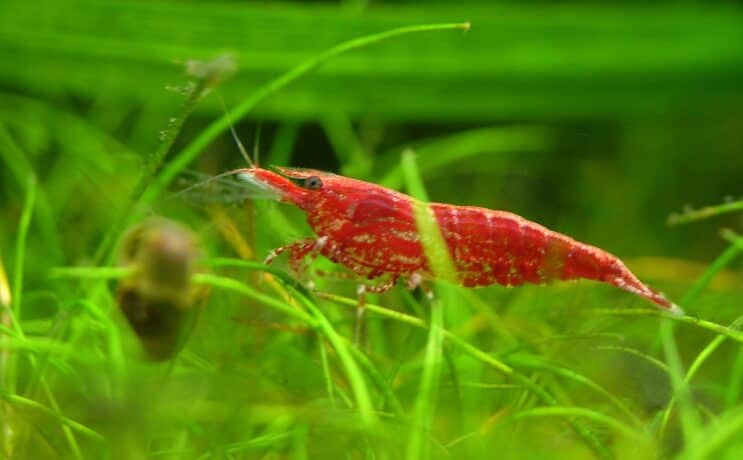 Cherry shrimp swimming in aquarium grass