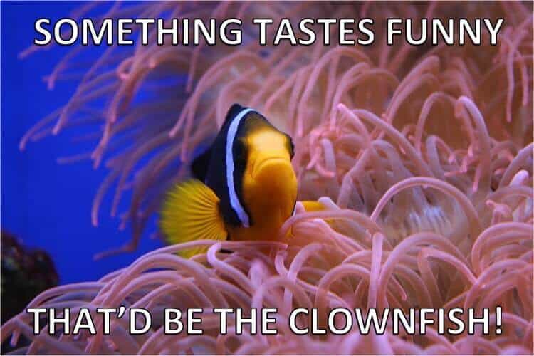 Clownfish Fish Puns