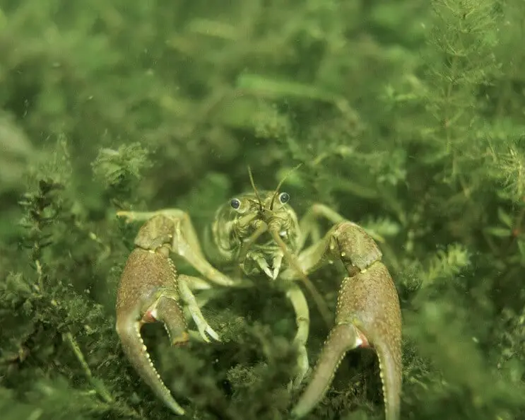 Crayfish Claws