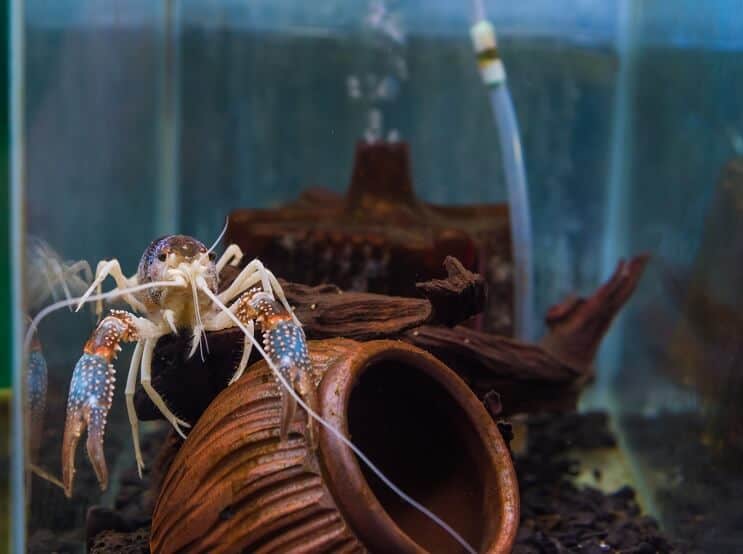 Crayfish in Aquarium