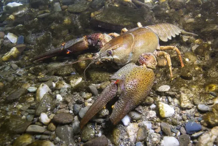 Crayfish in Natural Habitat