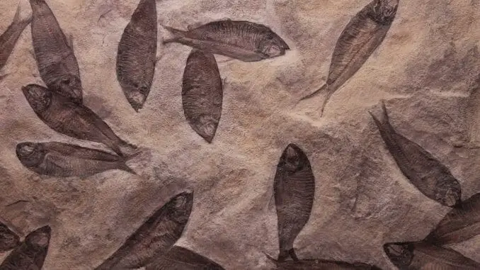 Evolution of Fish Banner