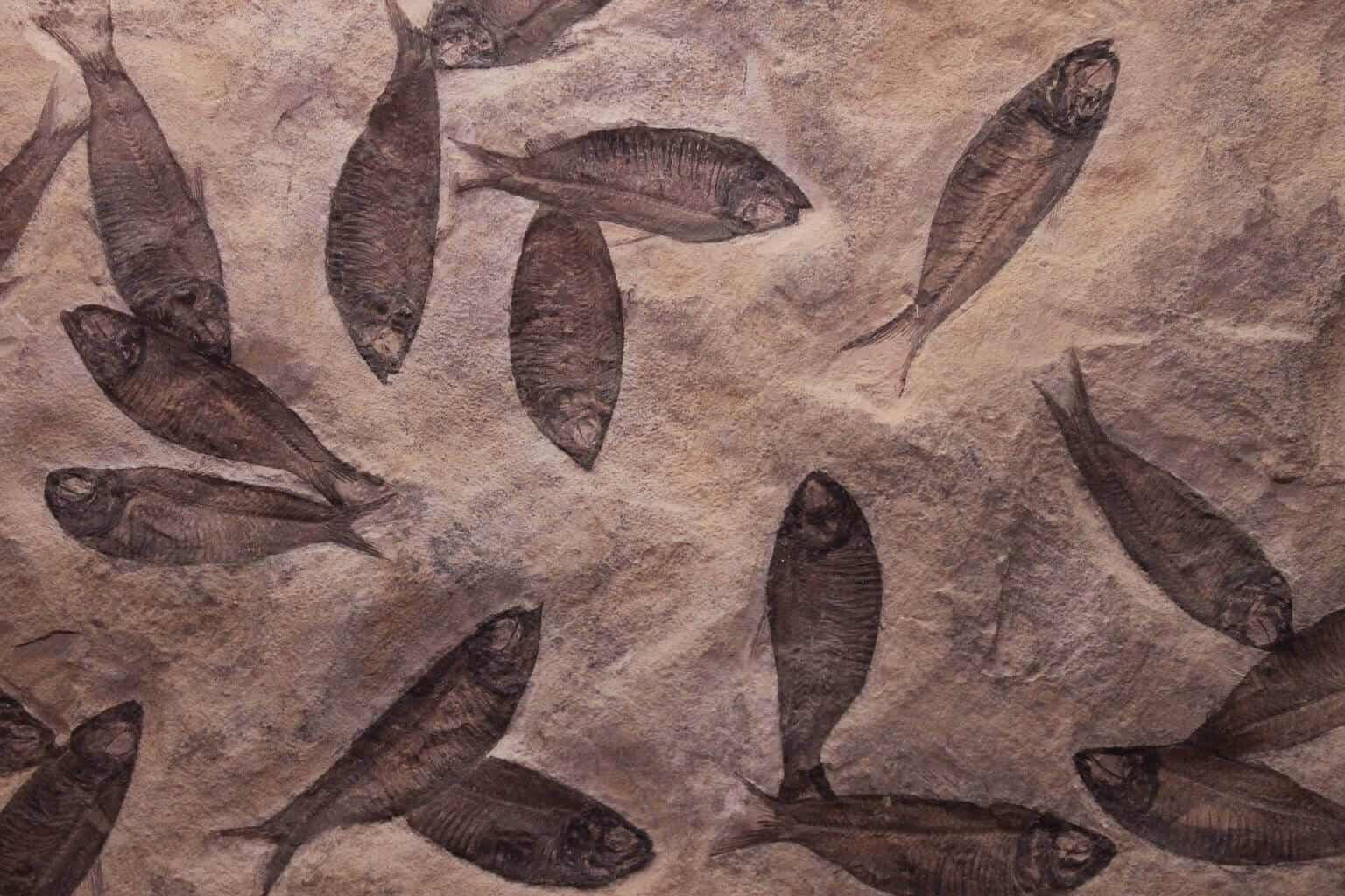 The Evolution of Fish: The Backbone to Life as We Know It | Fishkeeping  World