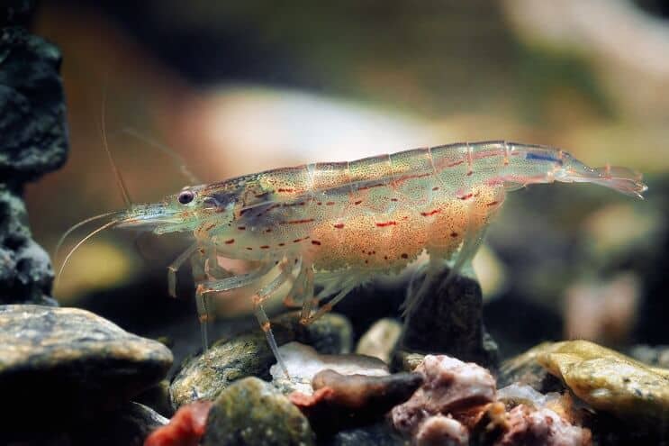 vrouwelijke Amano Shrimp