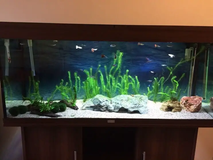 Finished Tank