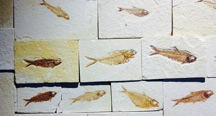 Fish Fossils