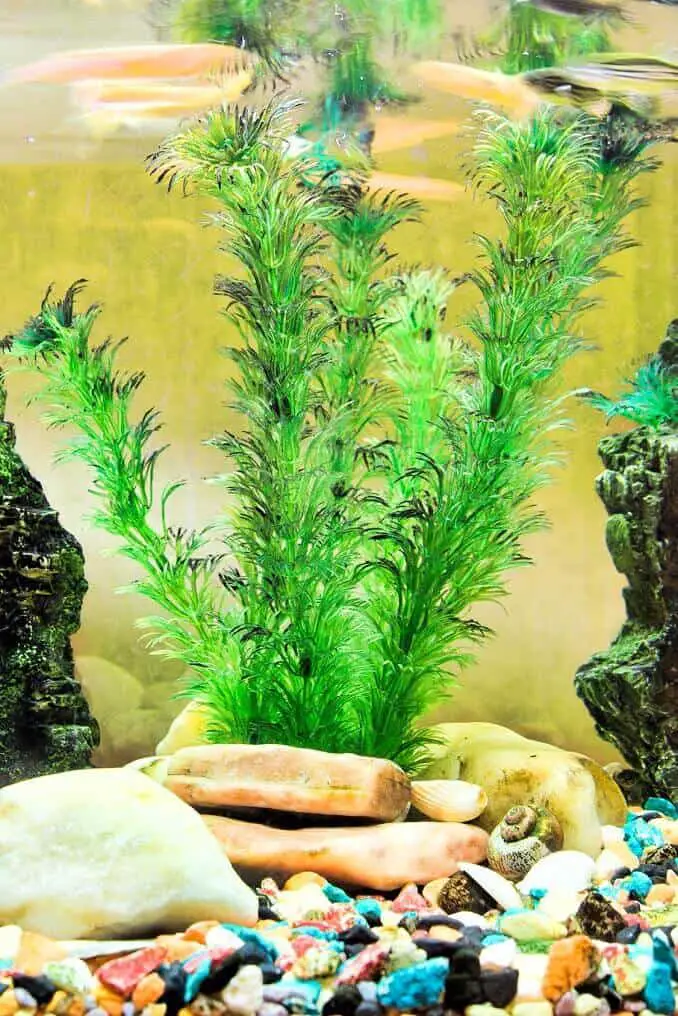 Hornwort