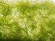 Hornwort The Complete Care Guide Banner