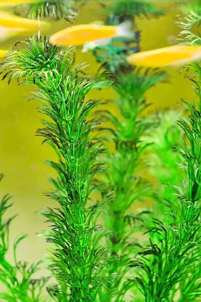 Hornwort