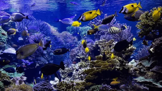 How to Set Up a Fish Tank in 7 Easy Steps How to Set Up a Fish Tank in 7 Easy Steps