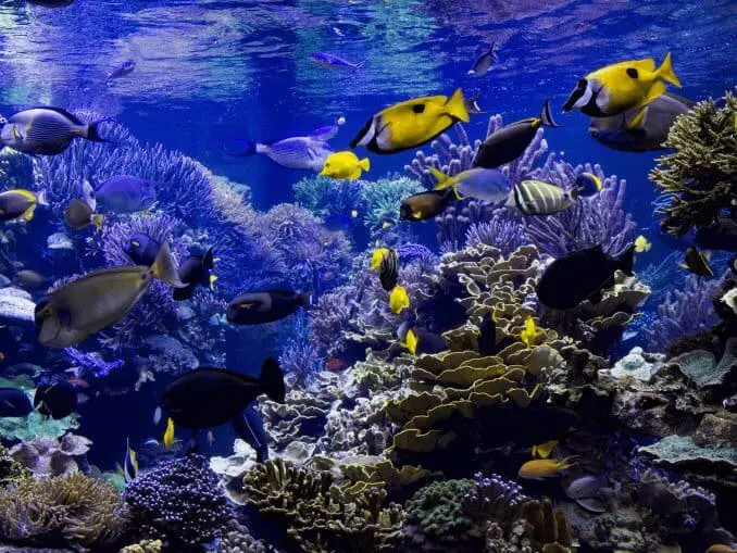 How to Build a Fish Tank A Step By Step Guide Fishkeeping World