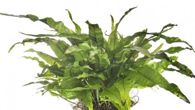 Java Fern Complete Care Guide Banner