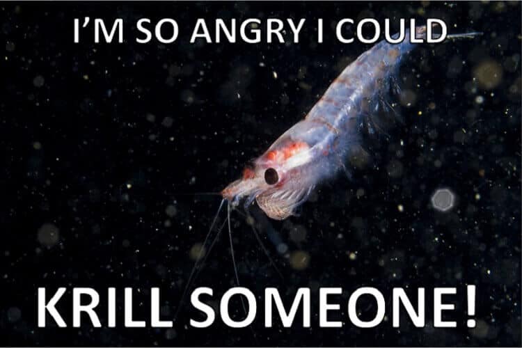 The Ultimate Fish Puns Collection 2020 Fishkeeping World