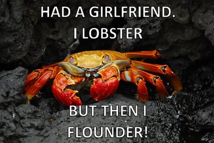 100 Best Fish Puns & Jokes in 2024 Fishkeeping World