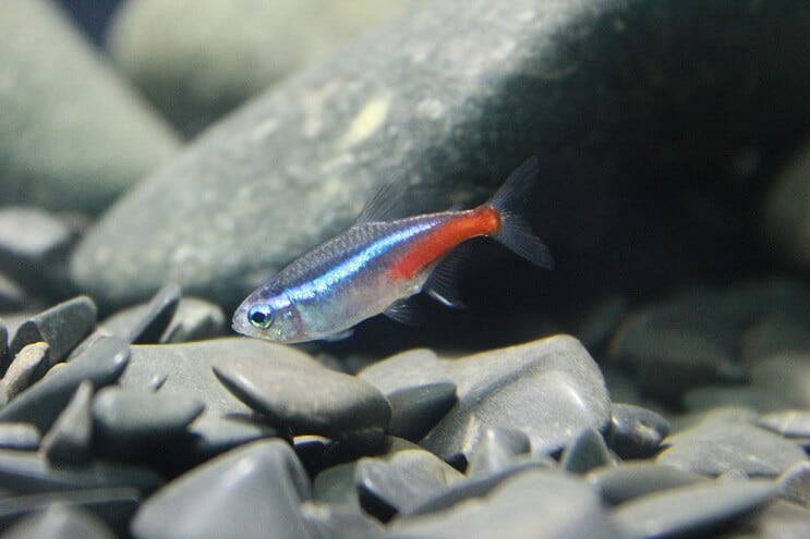 Neon Tetra