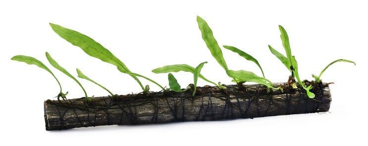 How to plant Java fern and propagation