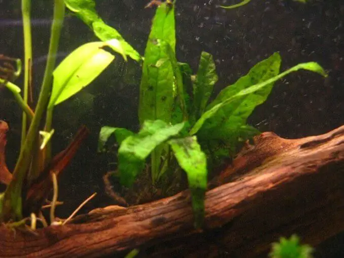 Java Fern Care, Size, Aquarium, How to Plant & Grow Fishkeeping World