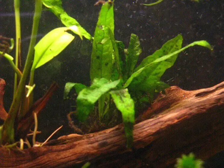 Java fern propagation on driftwood