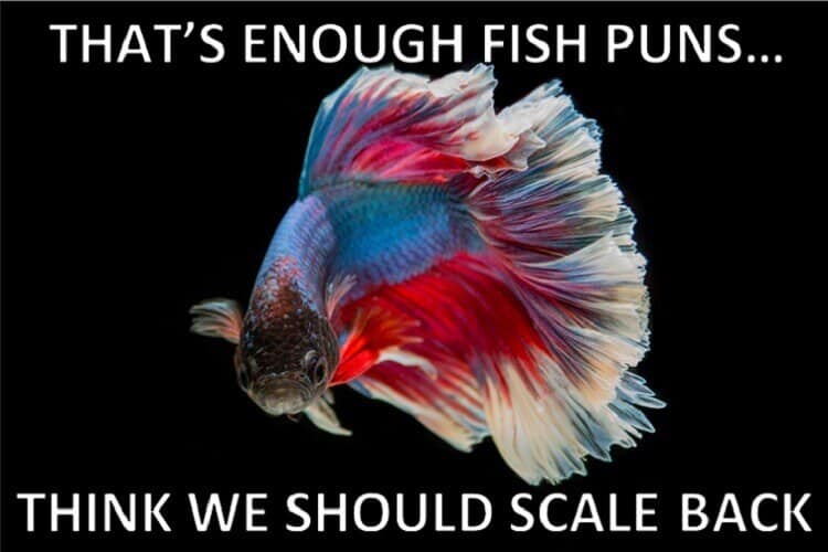 The Ultimate Fish Puns Collection Fishkeeping World