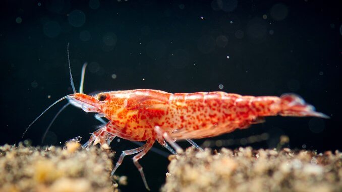 The Ultimate Guide to the Cherry Shrimp (Care, Grading, Breeding)