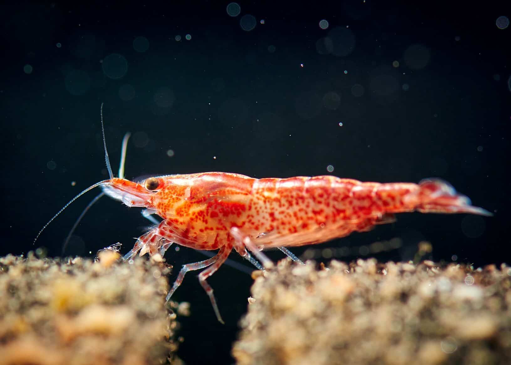 cherry shrimp cold water fish