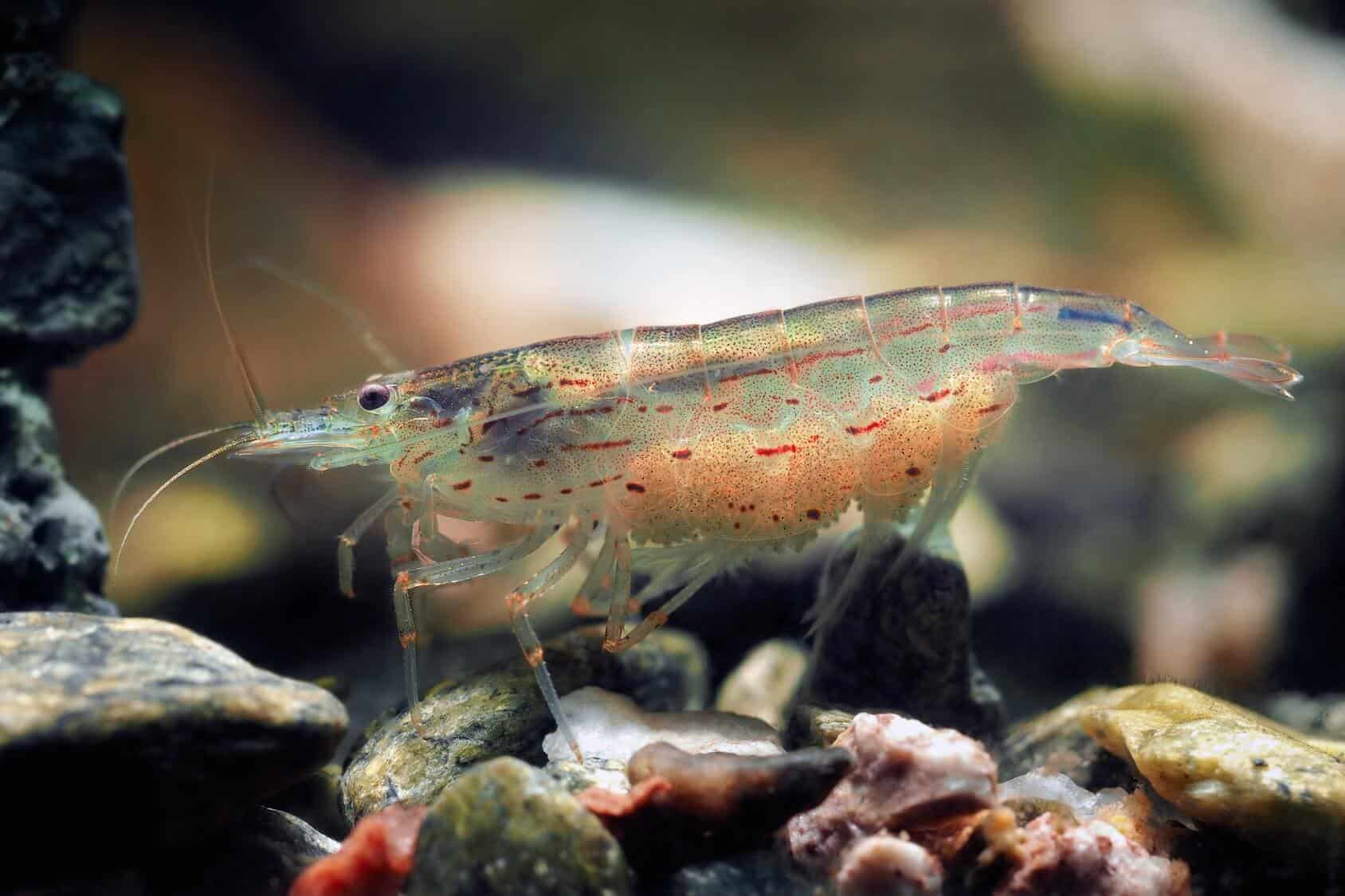 Amano Shrimp And Cherry Shrimp