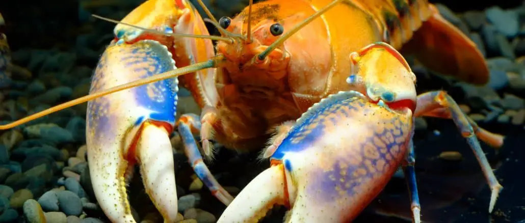 What Do Crayfish Eat Banner