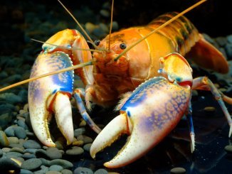 What Do Crayfish Eat Banner