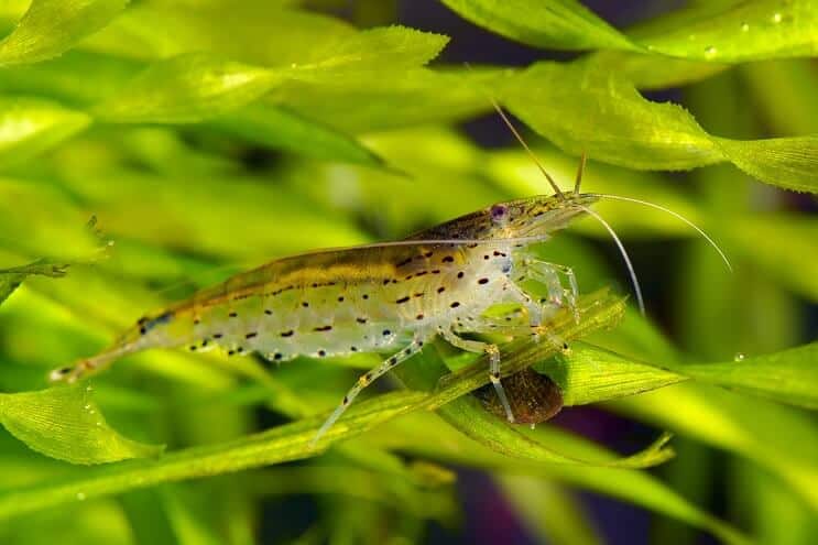 Crevettes Yamato