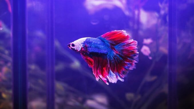 7 Best Betta Fish Tanks What To Know Before Buying Banner