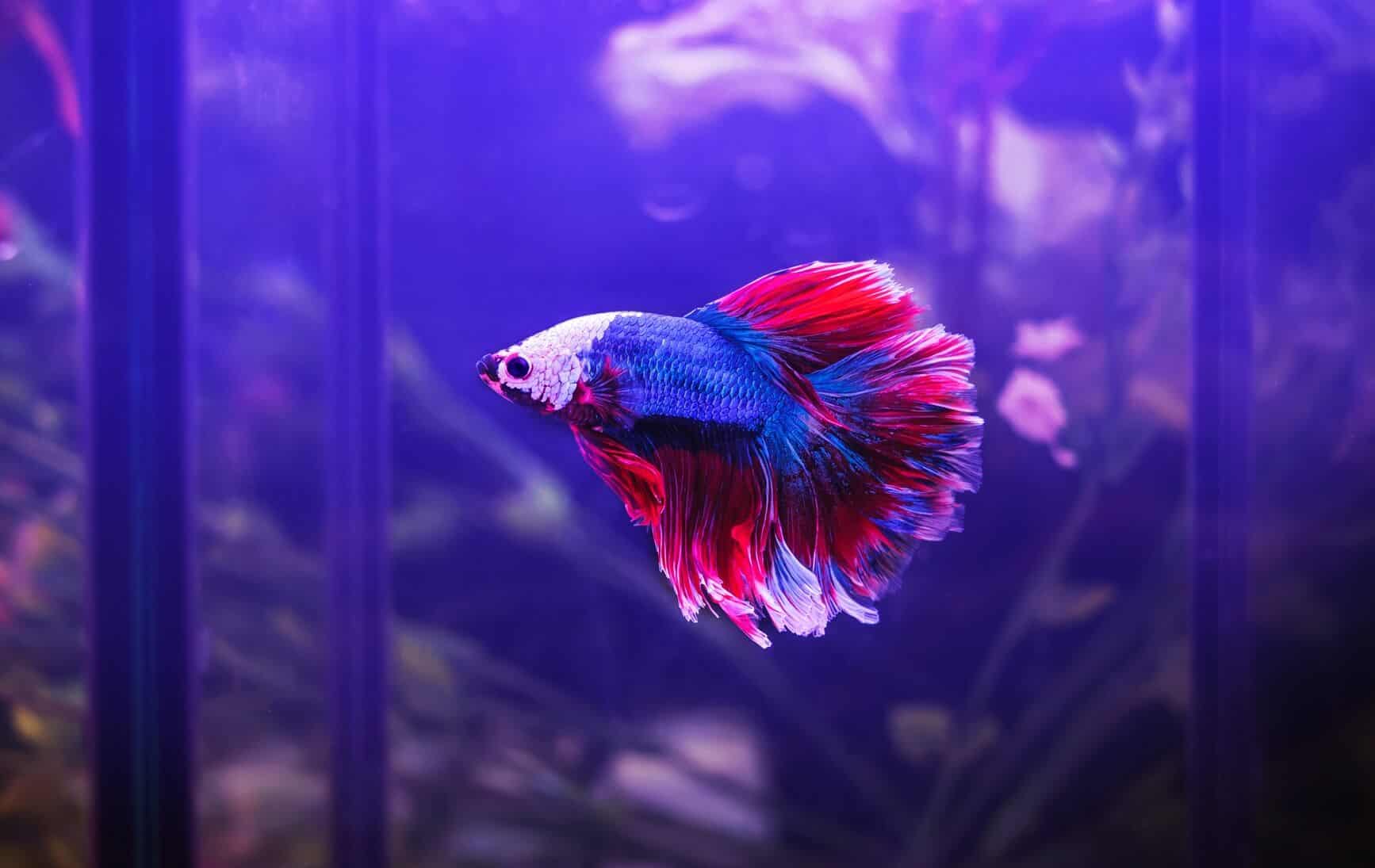 7 Best Betta Fish Tank What To Know Before Buying Fishkeeping World