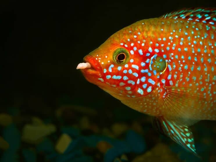 African jewel cichlid feeding at the bottom of its tank