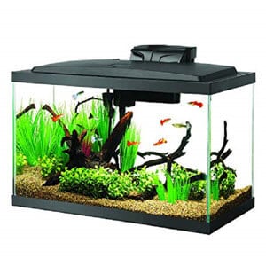 the best betta fish tank