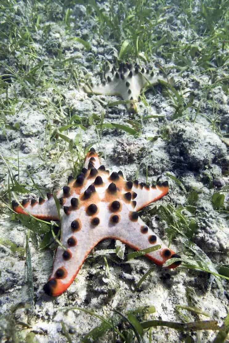 Chocolate Chip Starfish