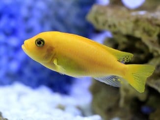 Cichlids Complete Guide African, South American, Dwarf and More Banner