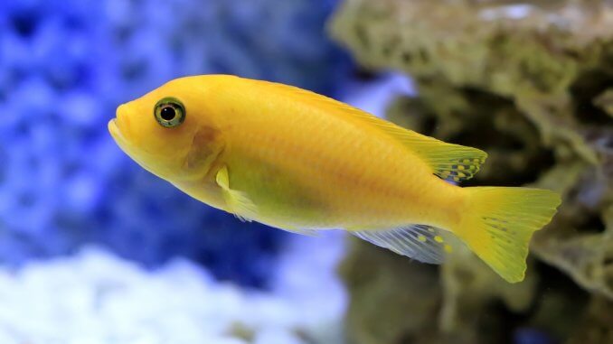 Cichlids Complete Guide African, South American, Dwarf and More Banner