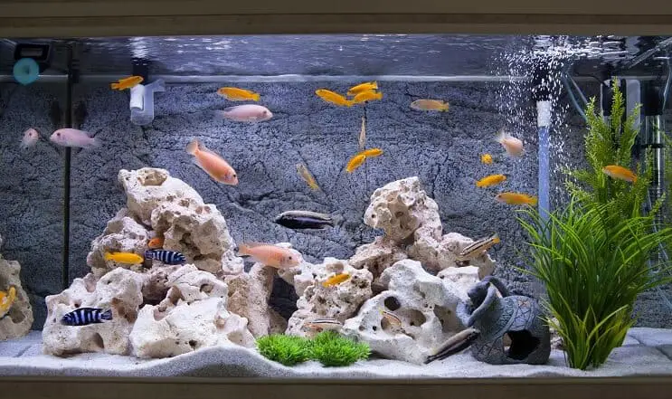 Cichlids in an Aquarium