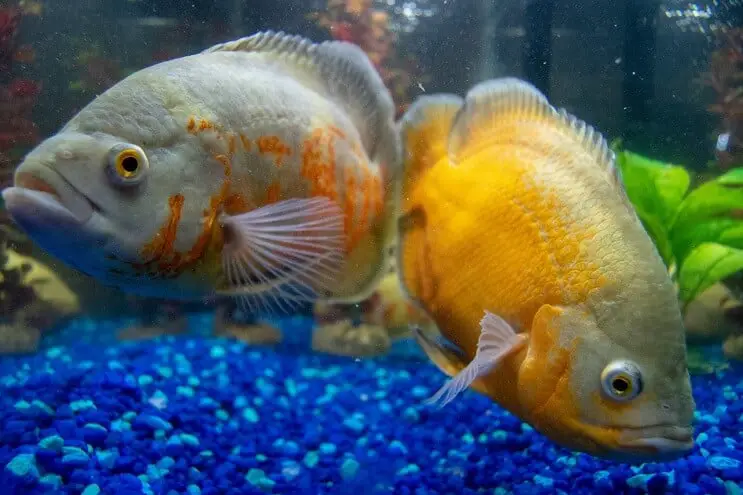 Cichlids swimming in an aquarium