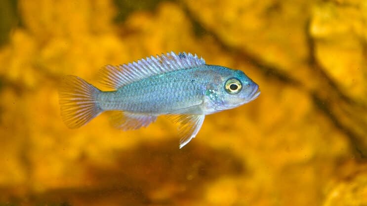 Cobalt blue zebra cichlid of the African cichlids in a decorated aquarium