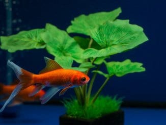Comet Goldfish Size, Lifespan, Care Guide and More… Cover