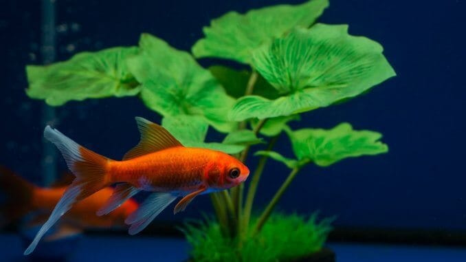 Comet Goldfish Size, Lifespan, Care Guide and More… Cover