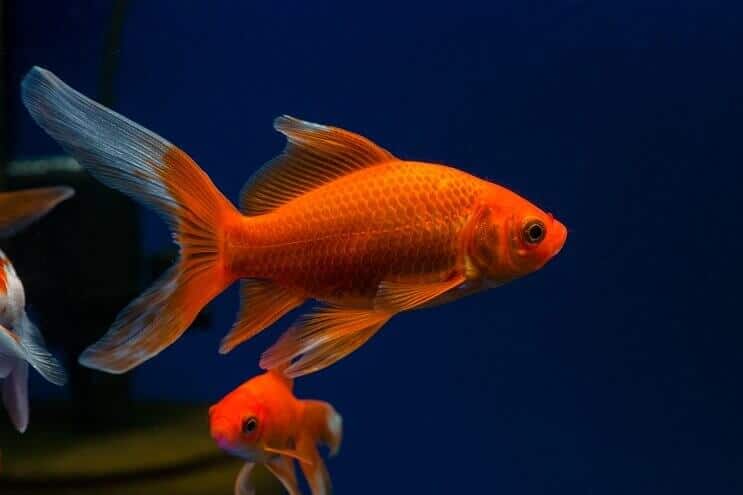 comet goldfish aquarium comet goldfish aquarium
